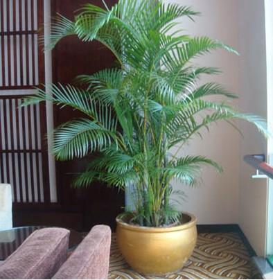 這幾種大中型盆栽養在室內,潮流大氣高雅不說,還能改善家居生活
