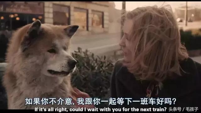 主人過世後，愛犬突然消失不見，直到半年後在這裡找到了狗狗.