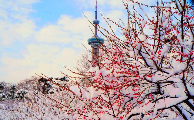 當雪花愛上梅花