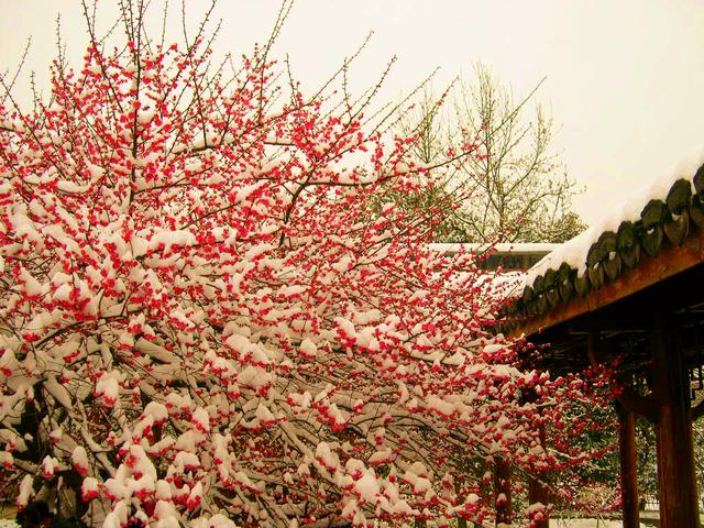 當雪花愛上梅花