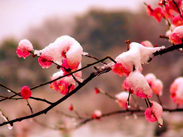 當雪花愛上梅花