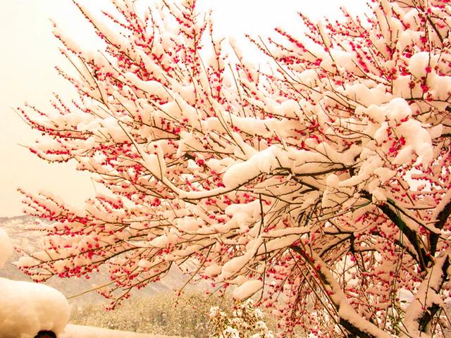 當雪花愛上梅花