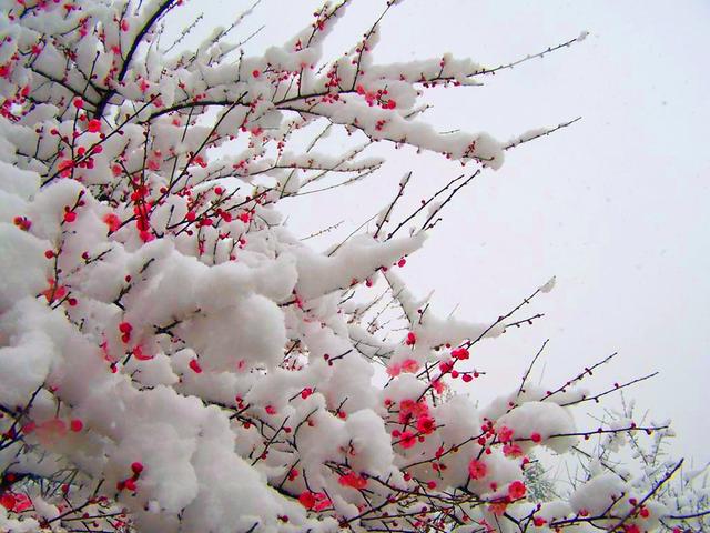 當雪花愛上梅花