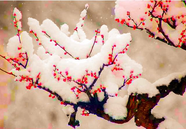 當雪花愛上梅花