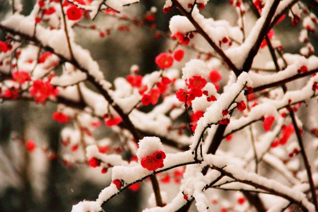 當雪花愛上梅花