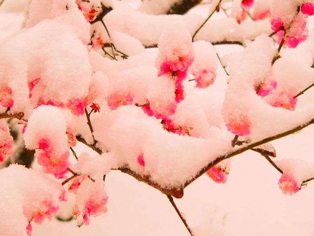 當雪花愛上梅花