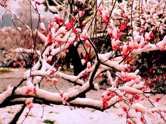 當雪花愛上梅花