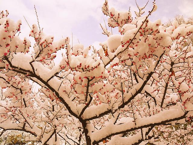 當雪花愛上梅花