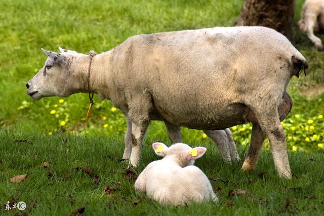 算命不求人，2018戊戌狗年12生肖運勢解析，婚姻，事業，財運