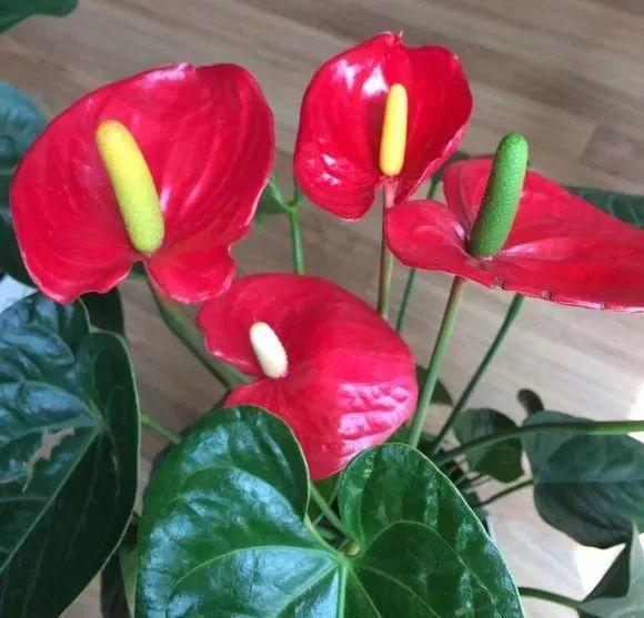 這花真皮實,隨手扔屋裡,過年正好開、倍儿有面!