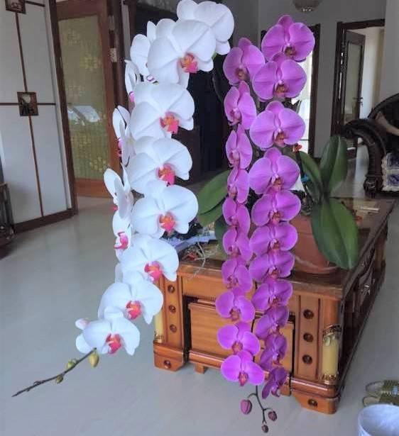 這花真皮實,隨手扔屋裡,過年正好開、倍儿有面!