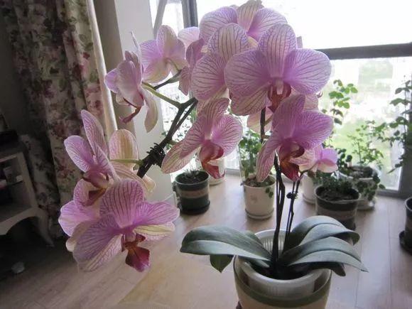 這花真皮實,隨手扔屋裡,過年正好開、倍儿有面!