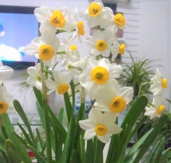 這花真皮實,隨手扔屋裡,過年正好開、倍儿有面!