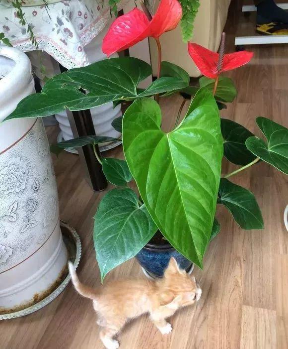 這花真皮實,隨手扔屋裡,過年正好開、倍儿有面!