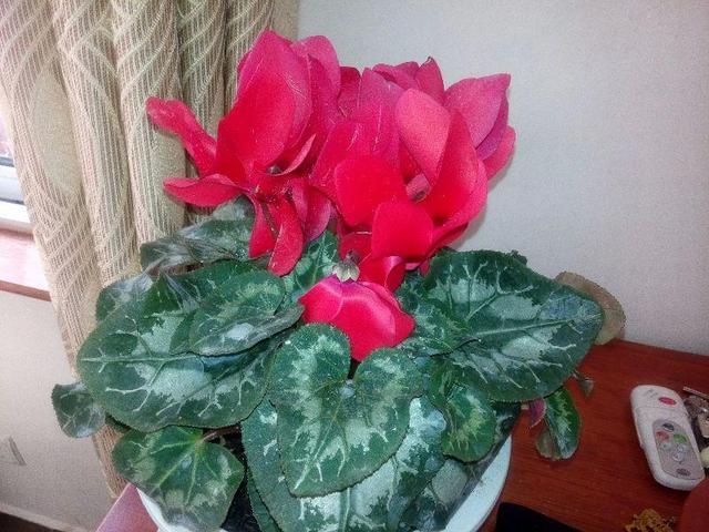 這花真皮實,隨手扔屋裡,過年正好開、倍儿有面!