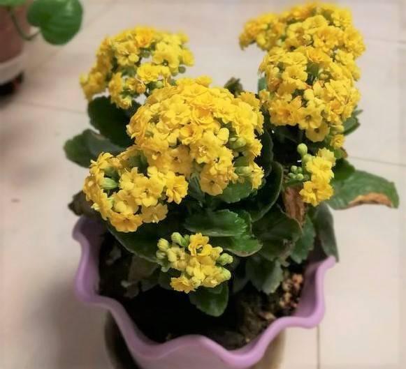 這花真皮實,隨手扔屋裡,過年正好開、倍儿有面!