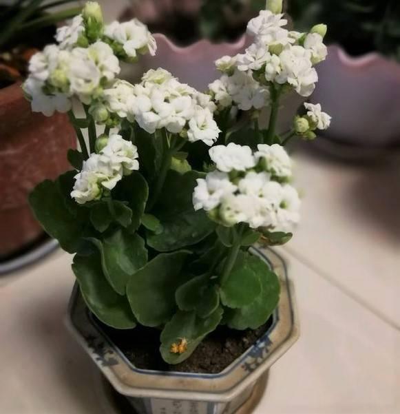 這花真皮實,隨手扔屋裡,過年正好開、倍儿有面!