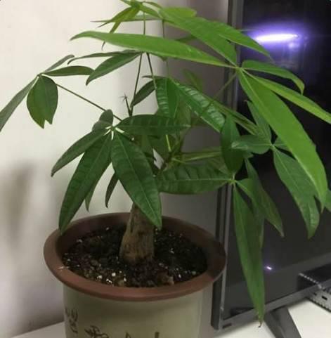 不用漚肥不用換盆,只在花盆邊挖個小洞,就能讓花蹭蹭長!