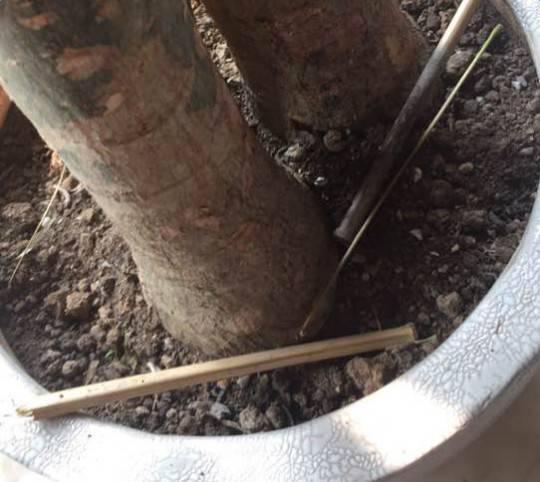 不用漚肥不用換盆,只在花盆邊挖個小洞,就能讓花蹭蹭長!