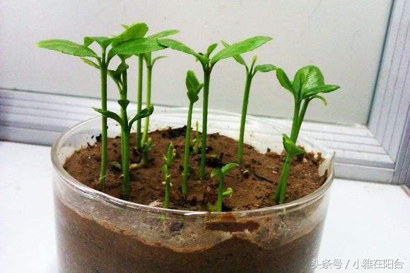 這幾種水果籽兒泡水里,一周就發芽生根,長成最美小盆栽!