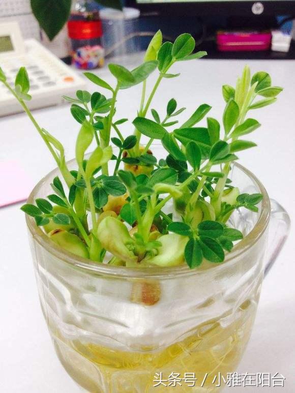 這幾種水果籽兒泡水里,一周就發芽生根,長成最美小盆栽!