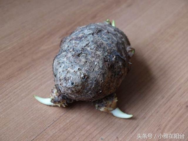 這幾種水果籽兒泡水里,一周就發芽生根,長成最美小盆栽!