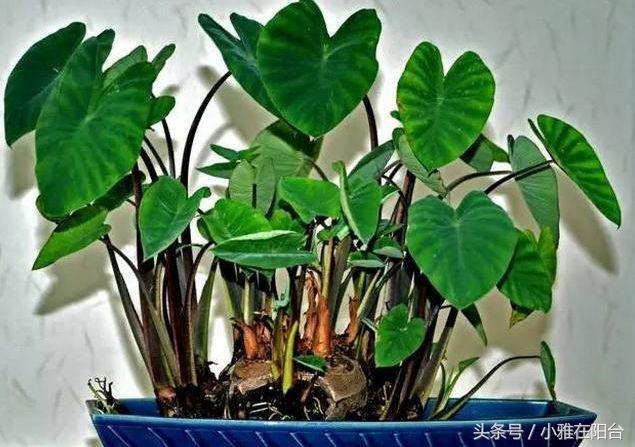 這幾種水果籽兒泡水里,一周就發芽生根,長成最美小盆栽!