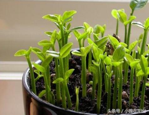 這幾種水果籽兒泡水里,一周就發芽生根,長成最美小盆栽!