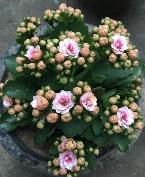 長壽花,一個小動作,冒的花蕾比葉片還多!