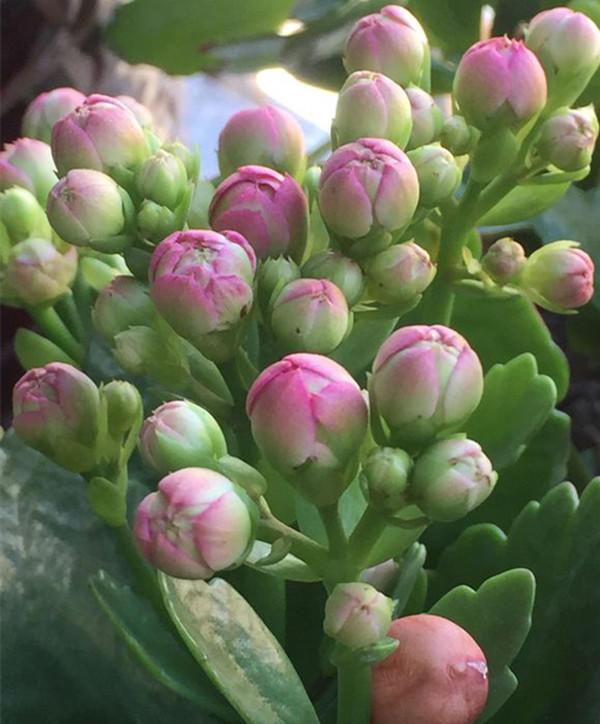 長壽花，一個小動作，冒的花蕾比葉片還多！