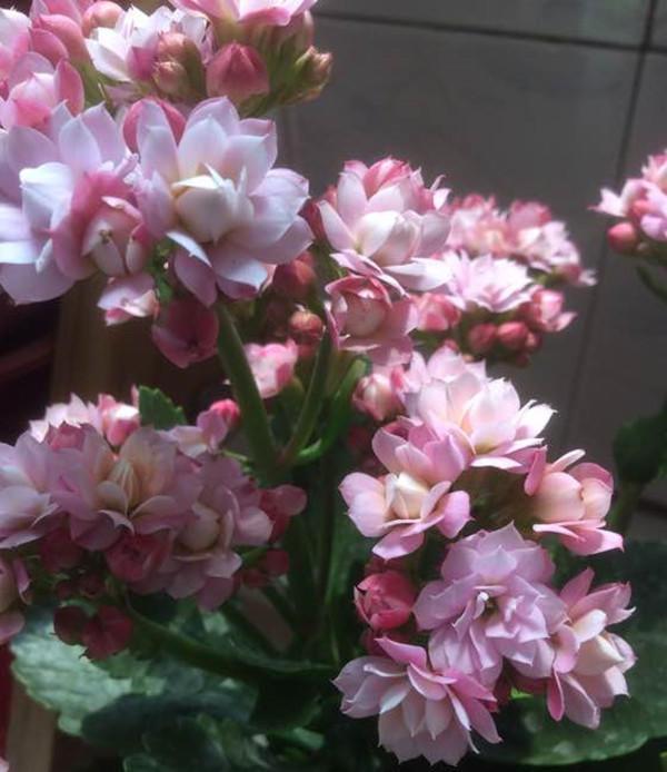 長壽花,一個小動作,冒的花蕾比葉片還多!