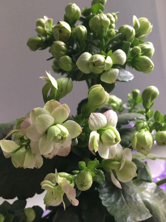 長壽花,一個小動作,冒的花蕾比葉片還多!