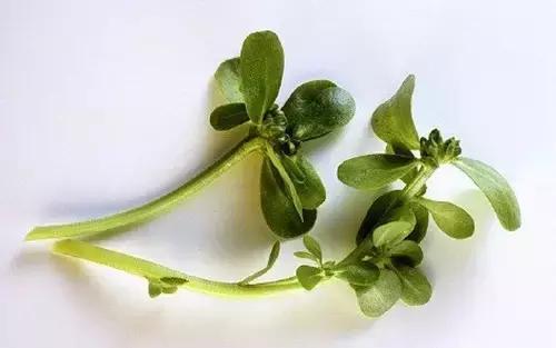 養生最重要的81天來了! 錯過要等下一年