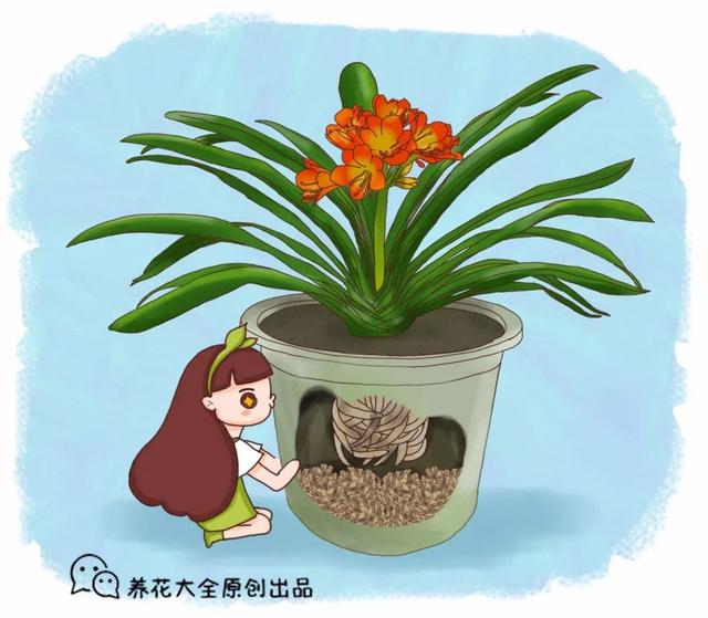 盆里扔2樣東西,養花10年不爛根,葉子油光瓦亮,花苞掛滿枝頭!