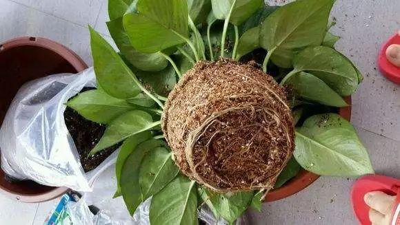 盆里扔2樣東西,養花10年不爛根,葉子油光瓦亮,花苞掛滿枝頭!