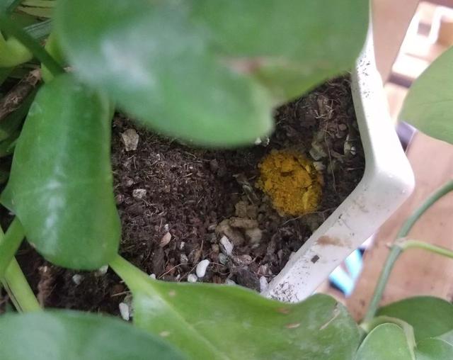 盆里扔2樣東西,養花10年不爛根,葉子油光瓦亮,花苞掛滿枝頭!
