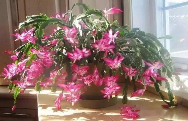 盆里扔2樣東西,養花10年不爛根,葉子油光瓦亮,花苞掛滿枝頭!