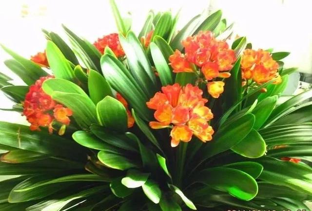 盆里扔2樣東西,養花10年不爛根,葉子油光瓦亮,花苞掛滿枝頭!
