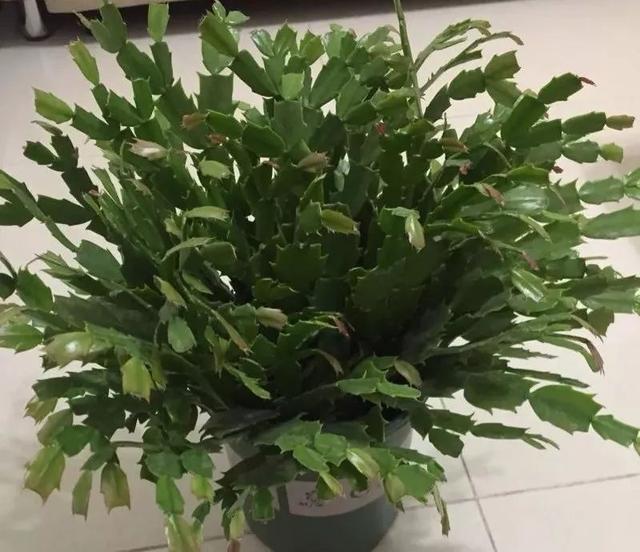 盆里扔2樣東西,養花10年不爛根,葉子油光瓦亮,花苞掛滿枝頭!