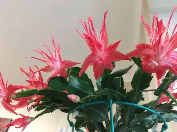 盆里扔2樣東西,養花10年不爛根,葉子油光瓦亮,花苞掛滿枝頭!