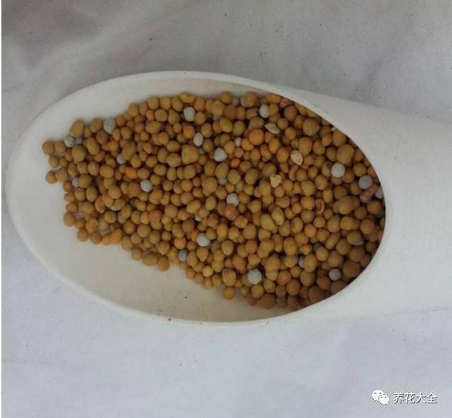 盆里扔2樣東西,養花10年不爛根,葉子油光瓦亮,花苞掛滿枝頭!