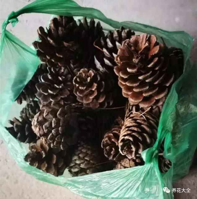 盆里扔2樣東西,養花10年不爛根,葉子油光瓦亮,花苞掛滿枝頭!