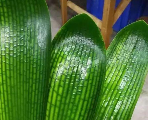 盆里扔2樣東西,養花10年不爛根,葉子油光瓦亮,花苞掛滿枝頭!