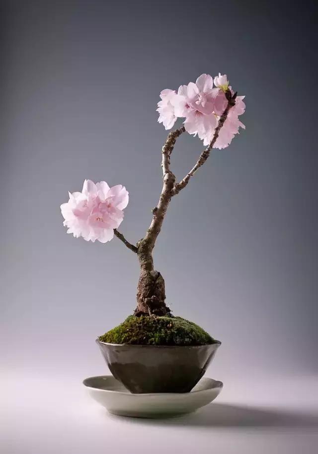 世界上又一奢侈品《盆栽》一盆就是一座房子!