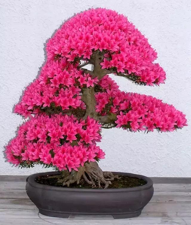世界上又一奢侈品《盆栽》一盆就是一座房子!