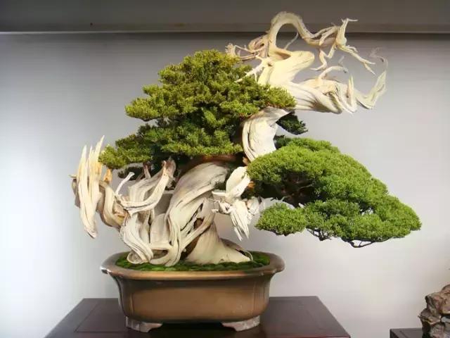 世界上又一奢侈品《盆栽》一盆就是一座房子!