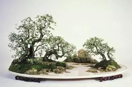 世界上又一奢侈品《盆栽》一盆就是一座房子!