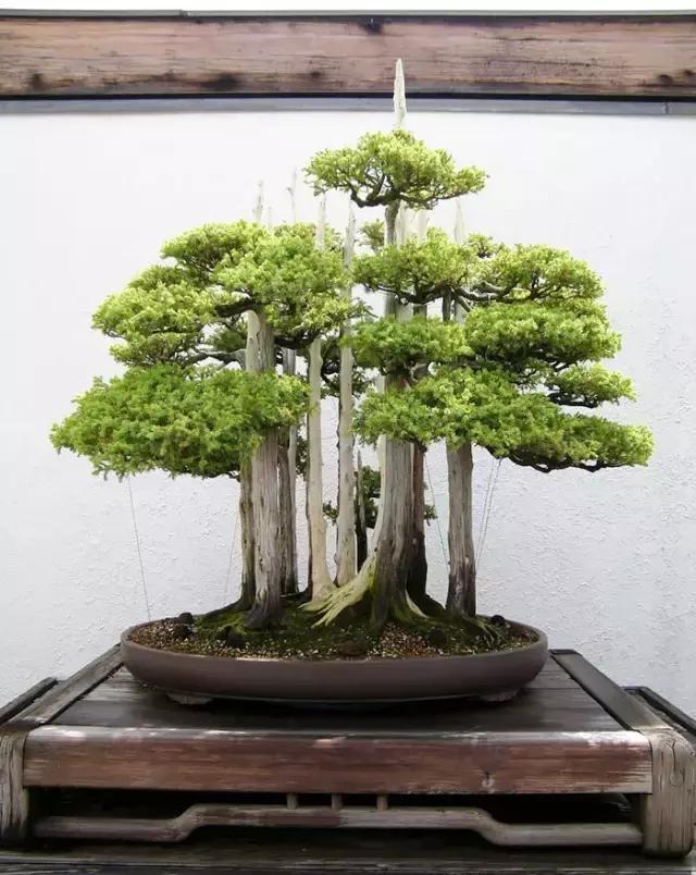 世界上又一奢侈品《盆栽》一盆就是一座房子!