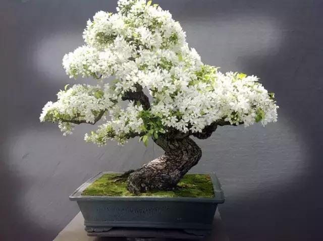 世界上又一奢侈品《盆栽》一盆就是一座房子!