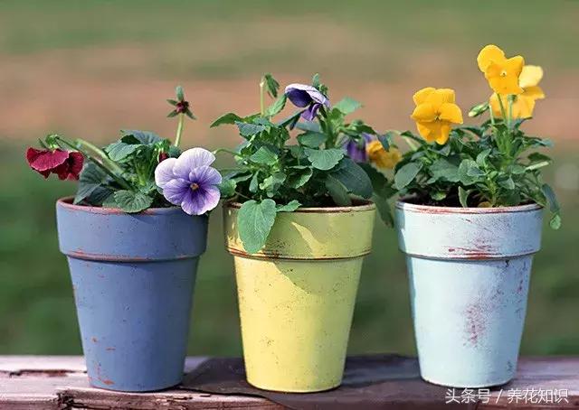 花盆裡加點這個,10年不用換盆,花兒越開越旺